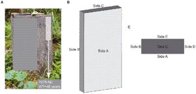 Change in composition and potential functional genes of microbial communities on carbonatite rinds with different weathering times